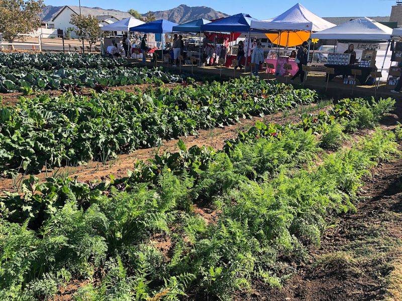 Fresh Produce Straight From The Field Fresh Produce Straight From The Field