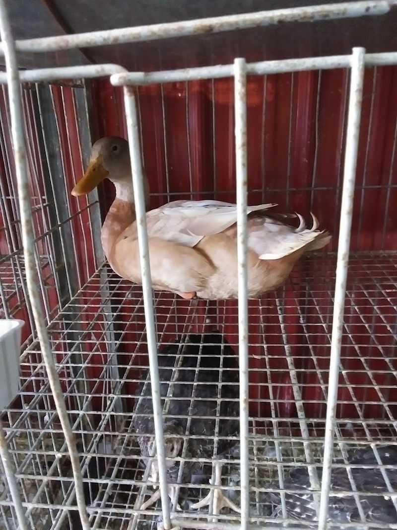 The Livestock Building Is Genuinely Surprising