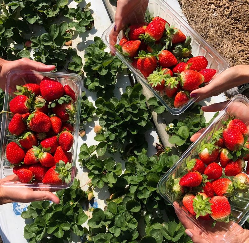 Fresh Strawberries And Produce Straight From The Farm
