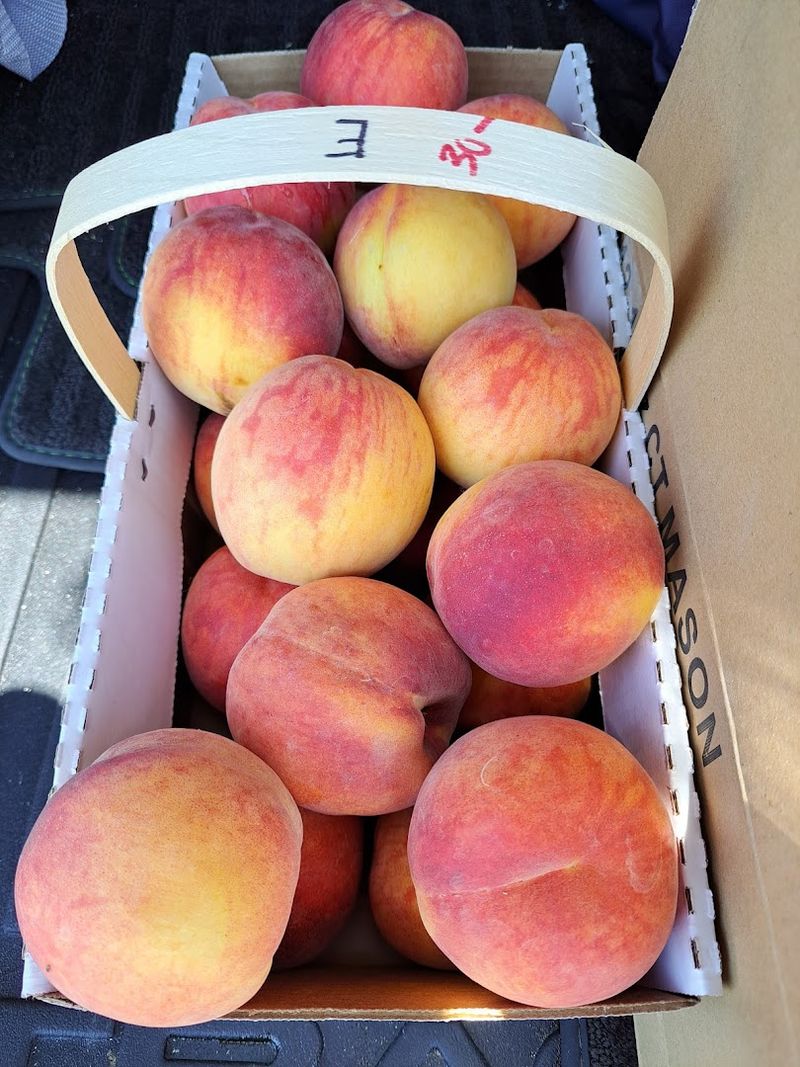 Fresh Tree-Ripened Peaches Straight From The Orchard
