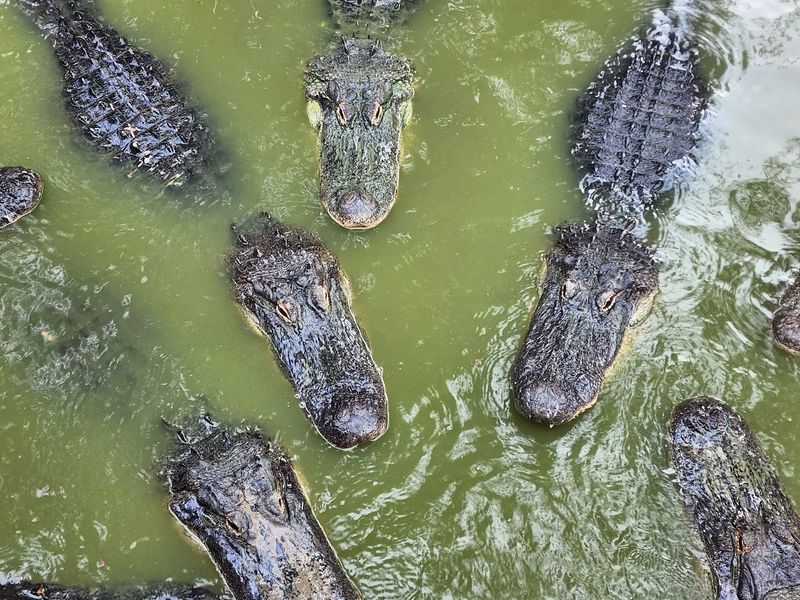 Fried Gator Is On The Menu, And So Is A Veggie Burger
