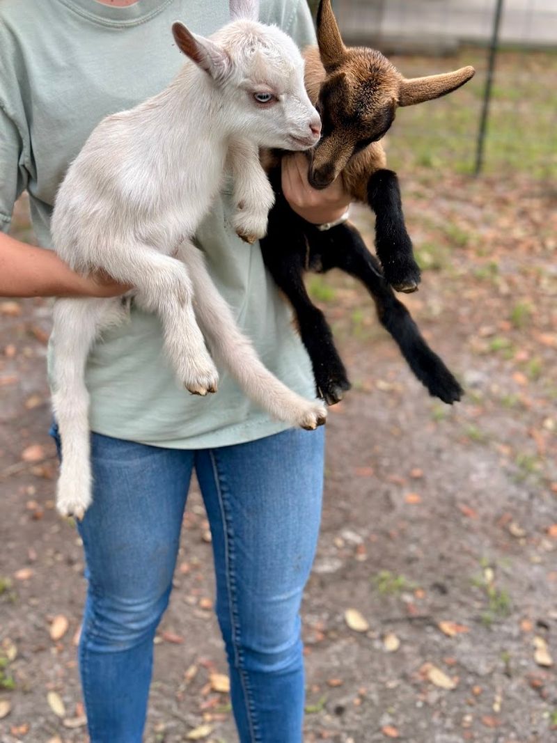 Baby Goat Cuddle Sessions That Feel Like Pure Therapy