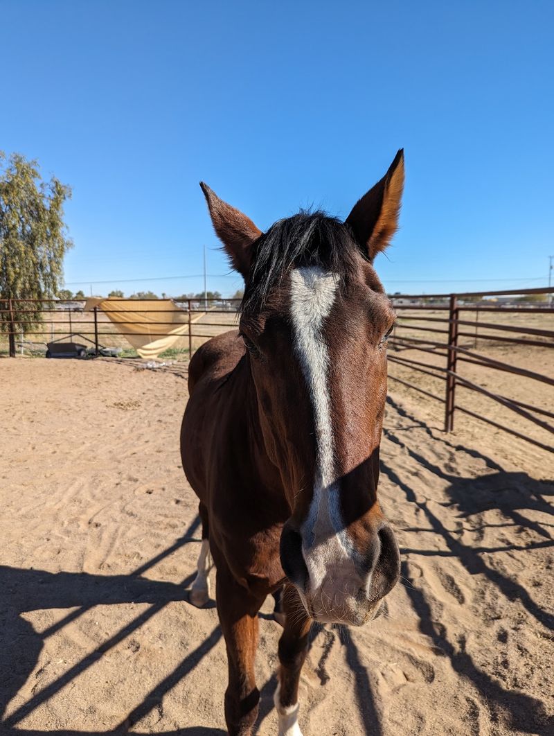 Friendly Faces Lined Up For Scratches