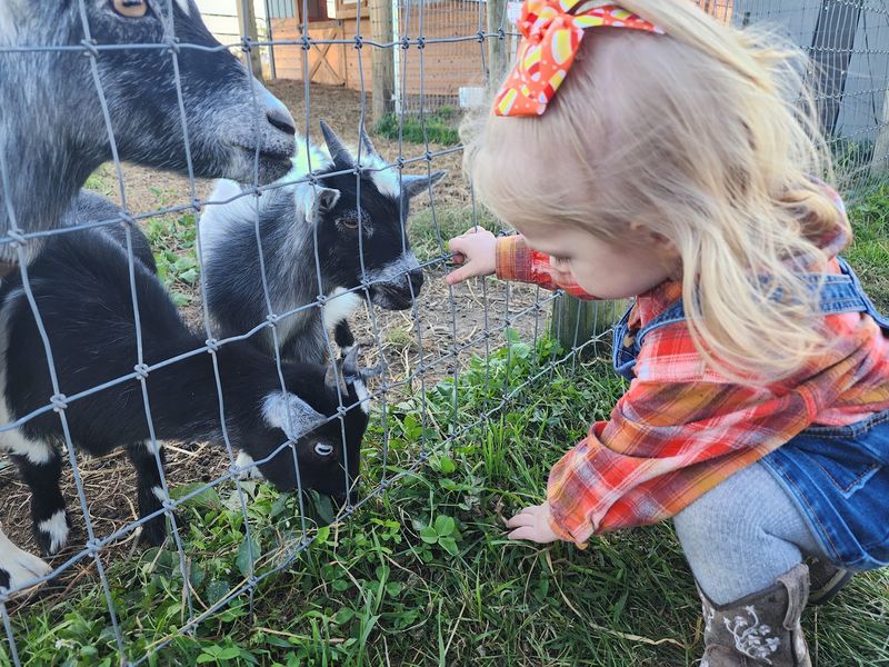 Friendly Farm Animals You Can Meet Up Close Friendly Farm Animals You Can Meet Up Close