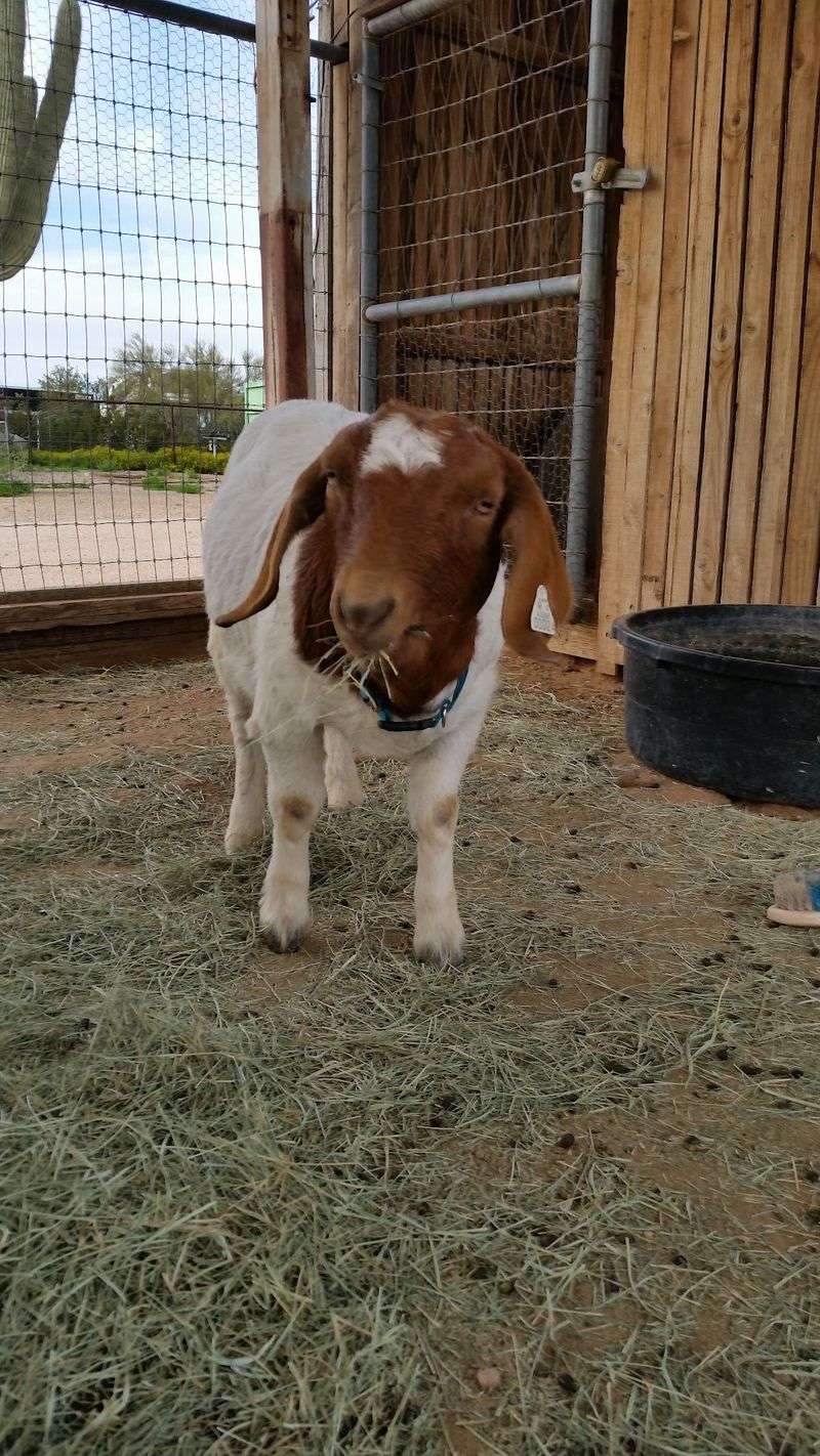 Friendly Goats And Sheep