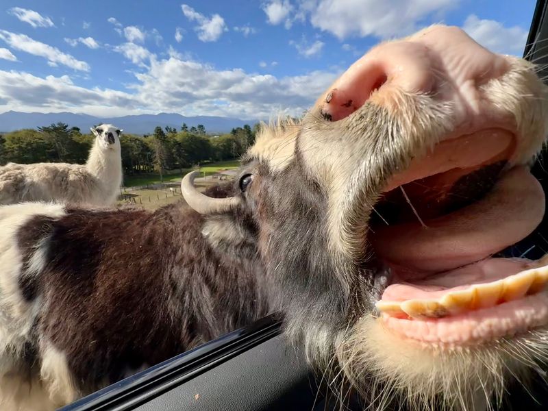 Friendly Llamas and Curious Alpacas