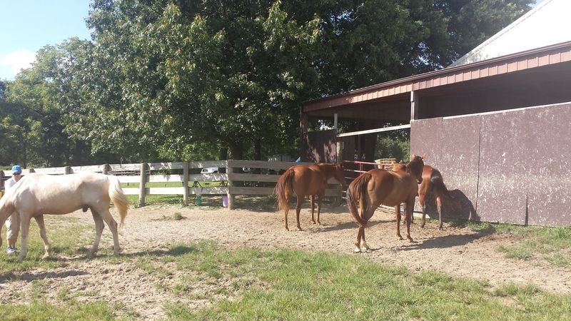 Exceptional Horse Care Standards 