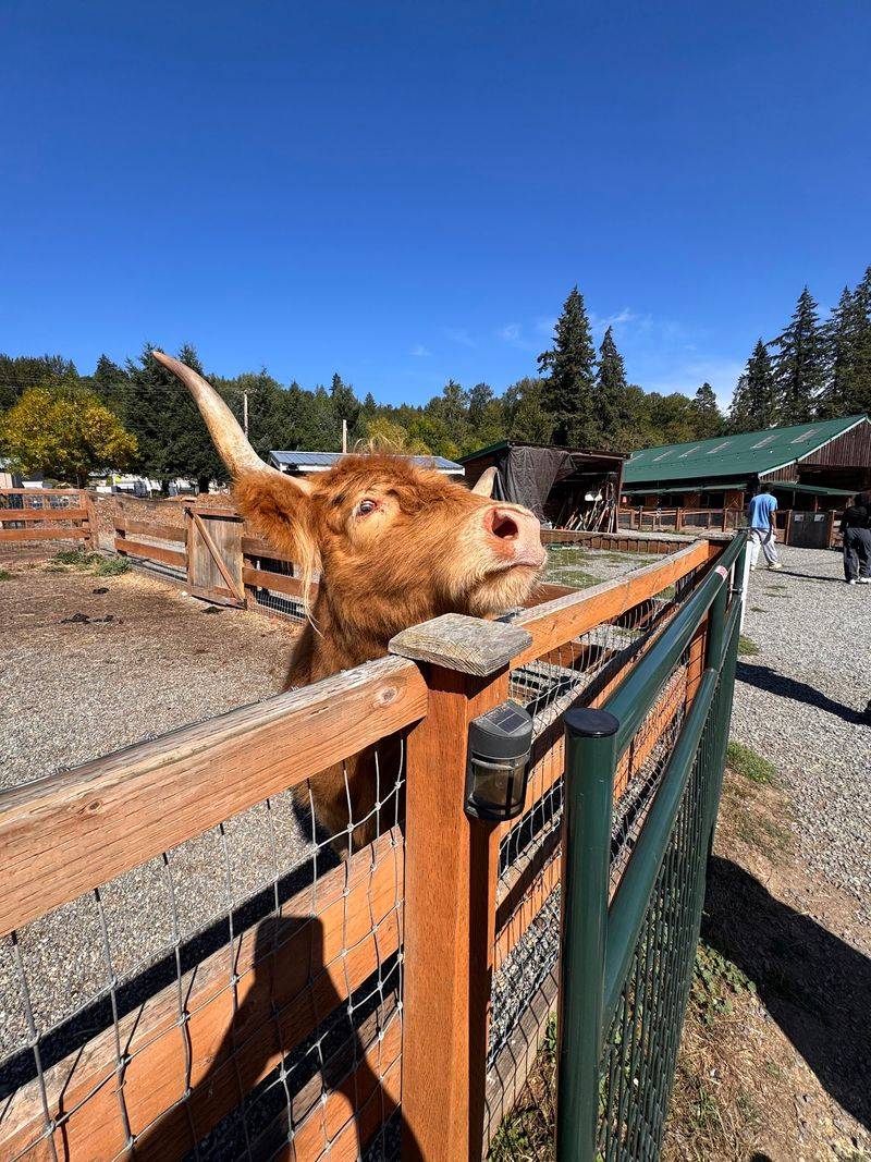 Frilly the Highland Cow Steals the Show Frilly the Highland Cow Steals the Show