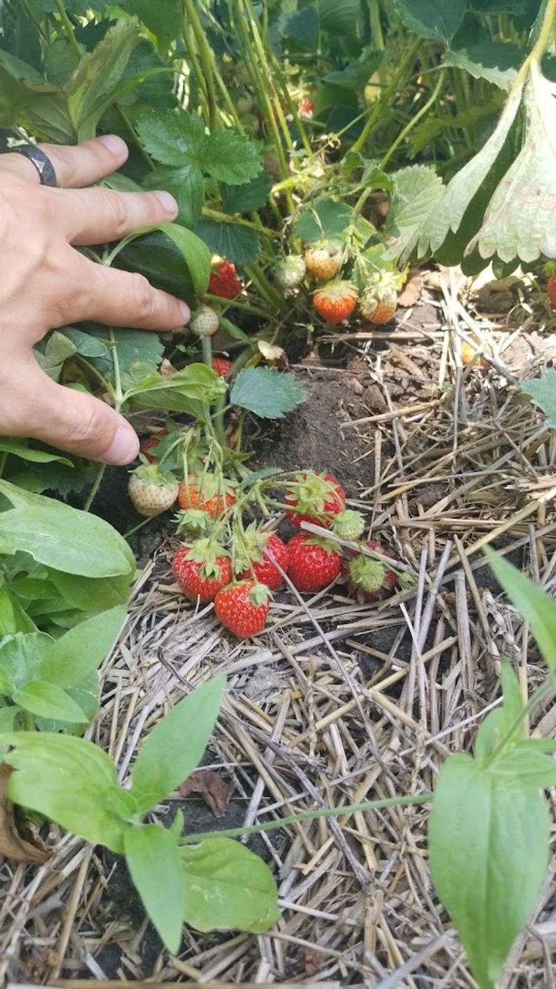 Stotz Berry Farm, Monroe