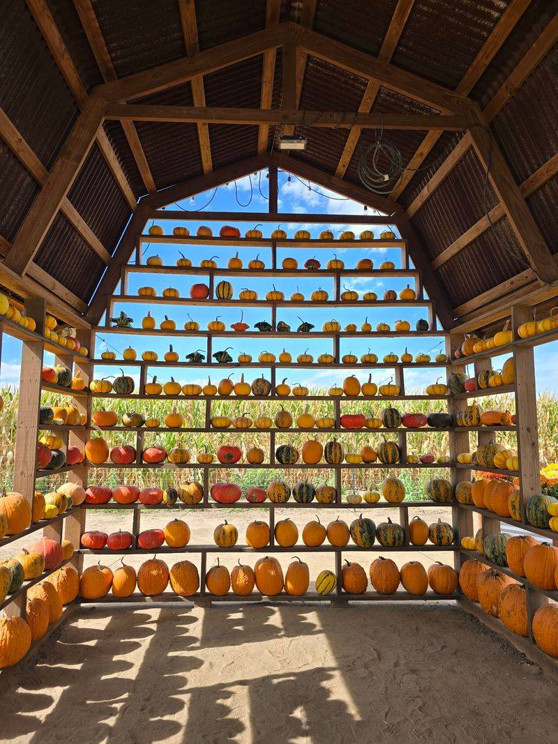 Fritzler Farm Park - CO's Premier Pumpkin Patch, Fall Festival, & Haunted Corn Maze, LaSalle, CO
