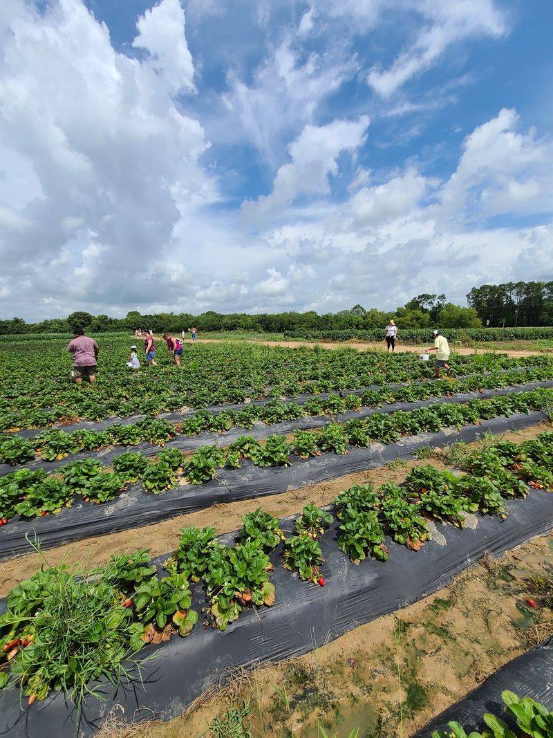Froberg's Farm