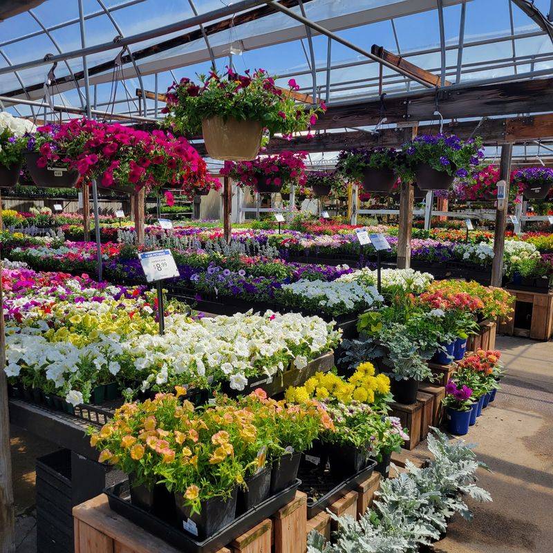 From Cut Flowers To Home Gardens From Cut Flowers To Home Gardens
