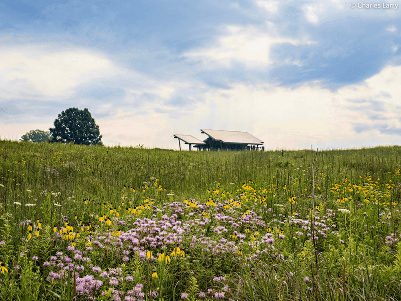 From Grazed Pasture To Tallgrass Comeback