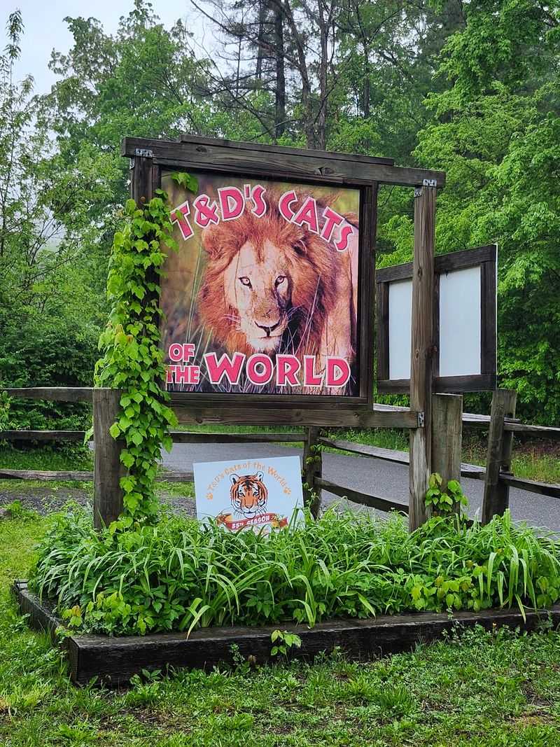 Lions Living Their Best Lives