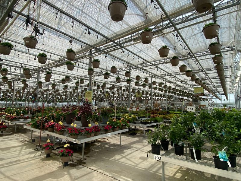 From Onions And Eggs To Endless Blooms