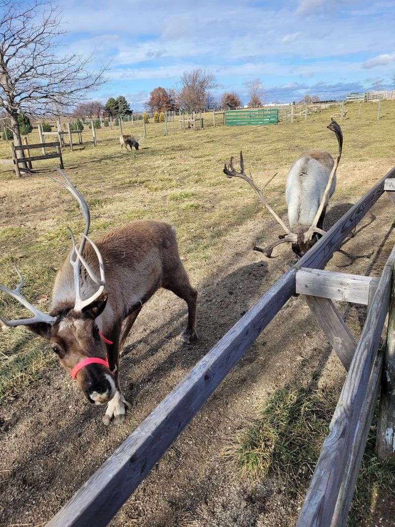 From Two Reindeer And A Christmas Tree Lot From Two Reindeer And A Christmas Tree Lot