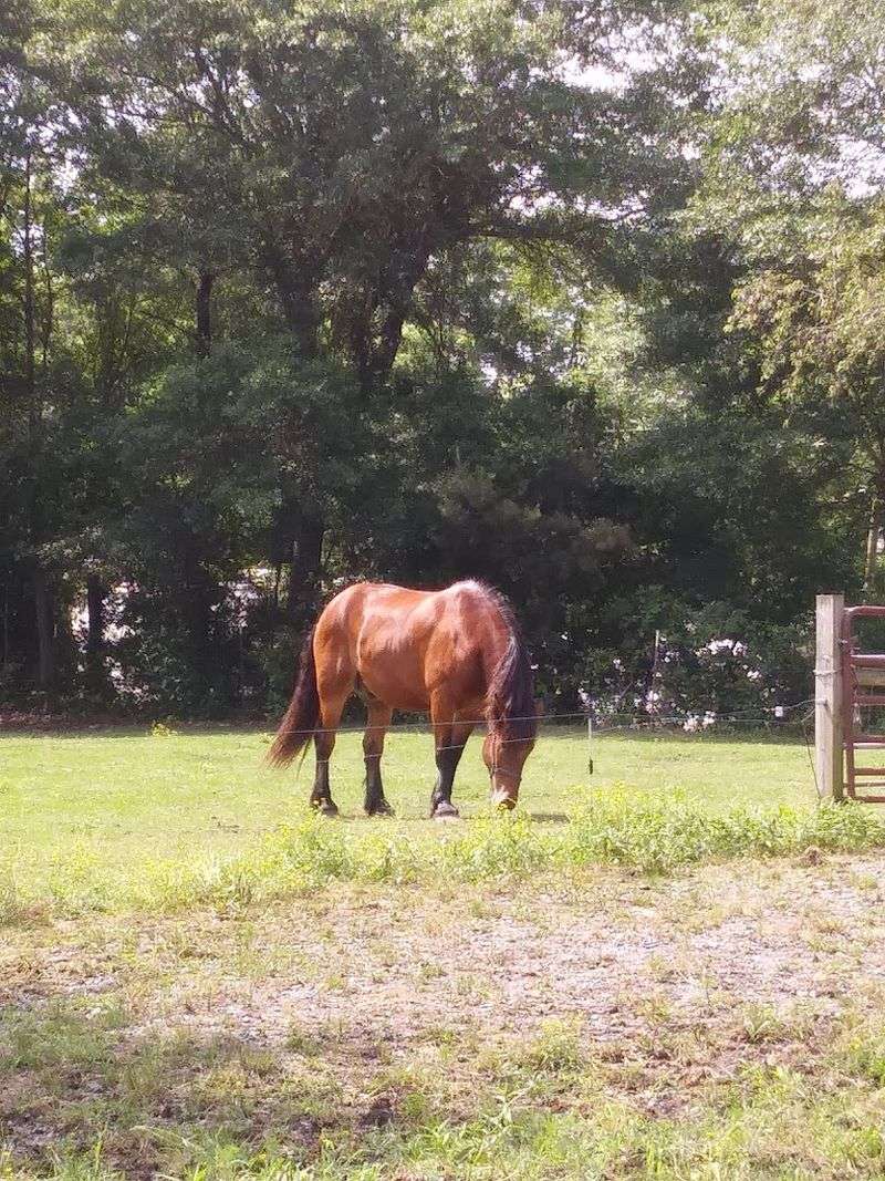 Front Porch Rockers Overlooking Quiet Pastures