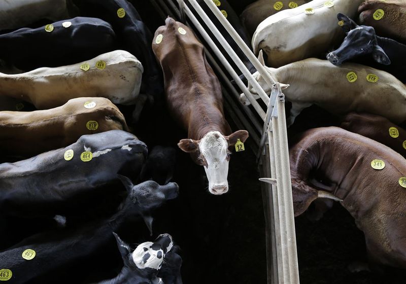 Hormone-Treated American Beef
