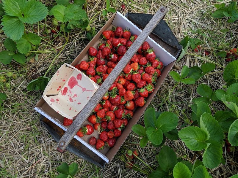 Mandigo Farms, Paw Paw