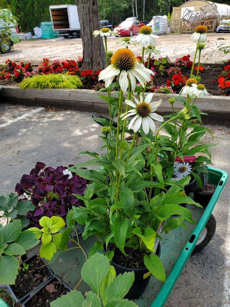 Fruit Trees And Perennials Worth Planning Around