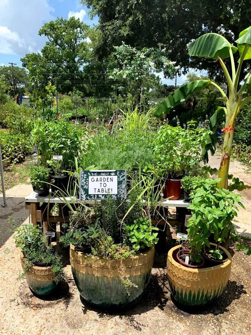 Fruit Trees Ready To Feed You Soon
