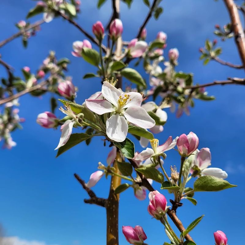 Fruit Trees With The Right Genetics For Colorado Growing Fruit Trees With The Right Genetics For Colorado Growing