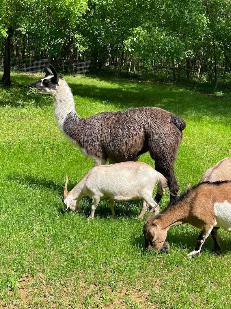Fun Activities Beyond Just Meeting The Animals Fun Activities Beyond Just Meeting The Animals