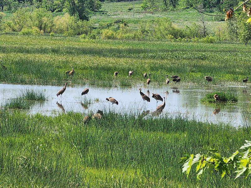 Funk Bottoms Wildlife Area, Wooster