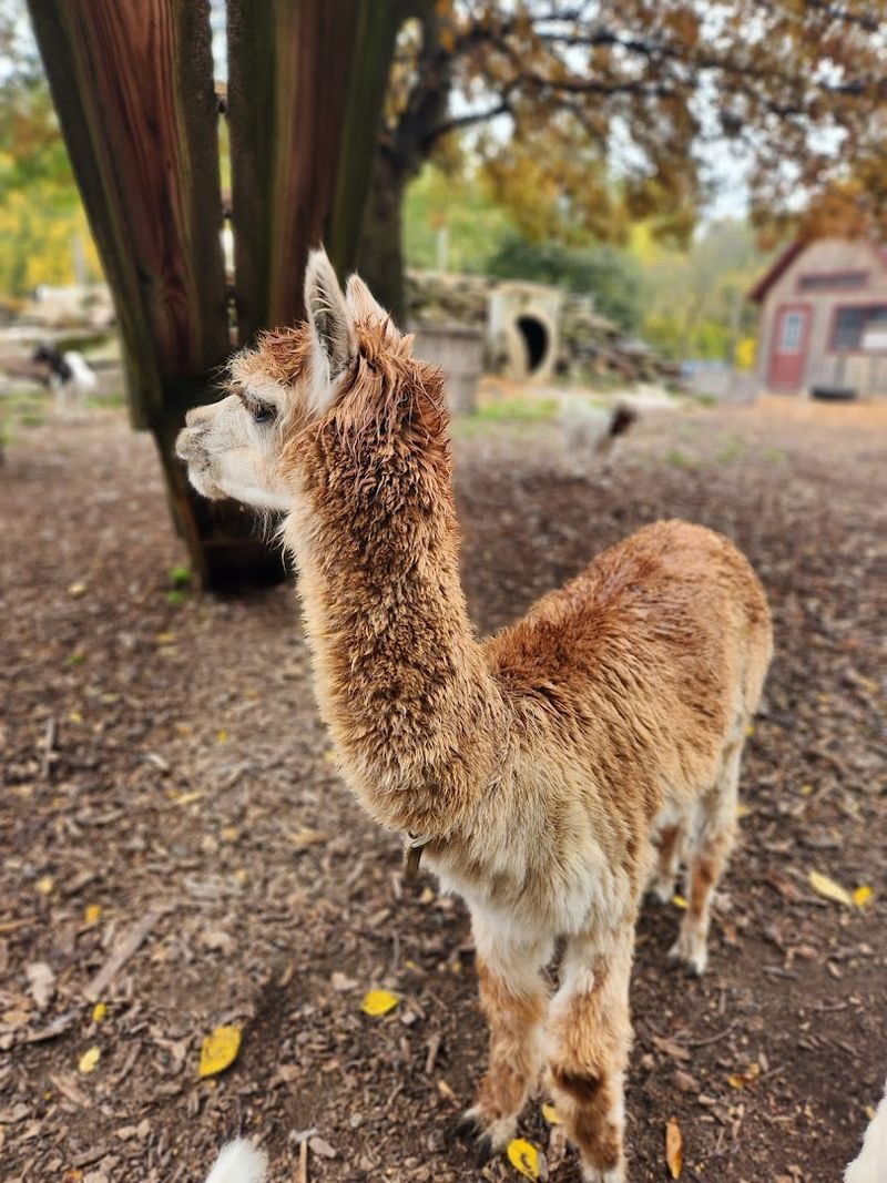 Furry, Feathered, And Completely Charming Furry, Feathered, And Completely Charming