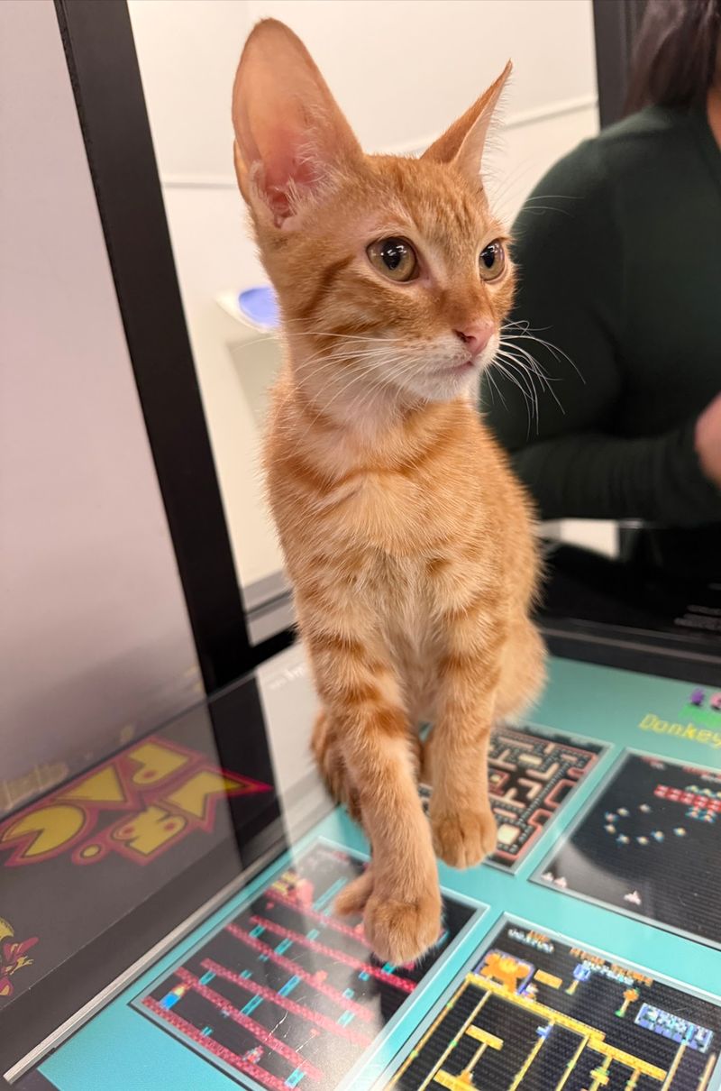 Galaga, Ms. Pac-Man, And A Furry Co-Pilot