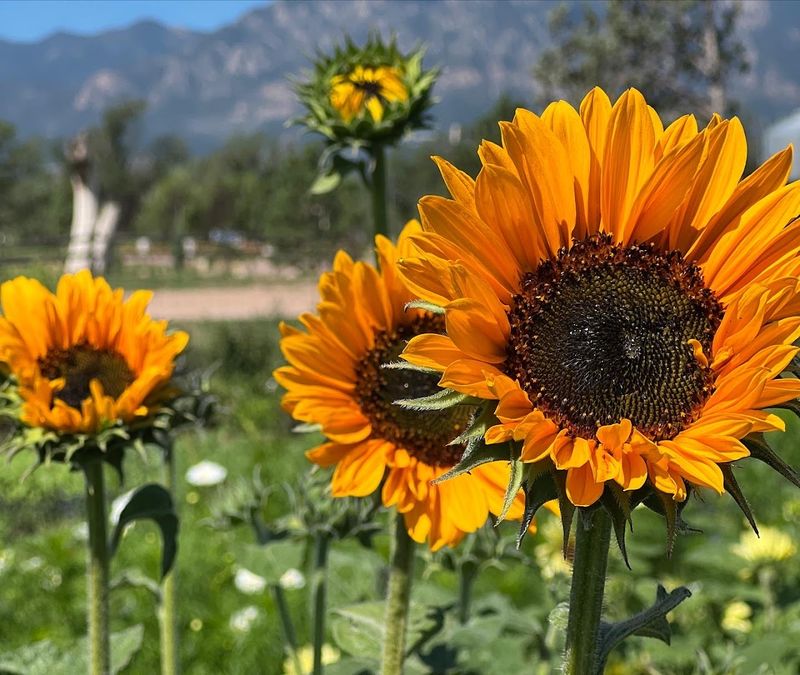 Gather Mountain Blooms
