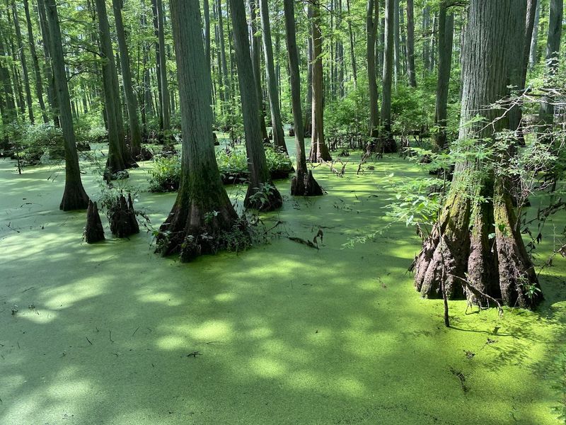 Cache River State Natural Area, Cypress/Belknap