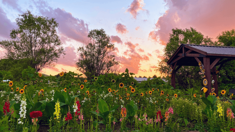 GardenView Flowers U-Pick Flower Garden, Grand Rapids, OH