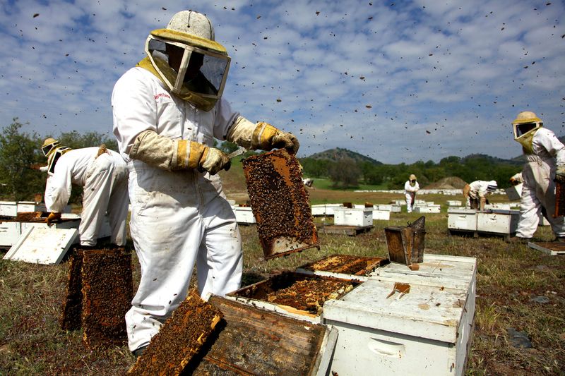 Honey Production Buzzing Out
