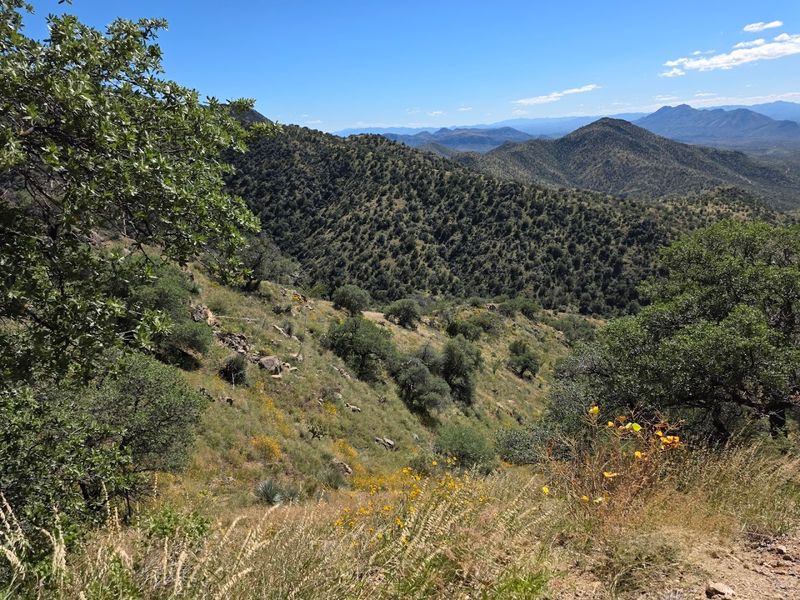 Hiking In Coronado National Forest: Green Trails And Open Sky