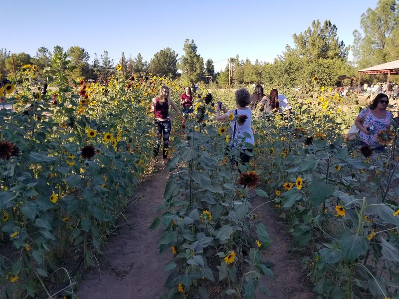 Gathering Your Own Golden Bouquet