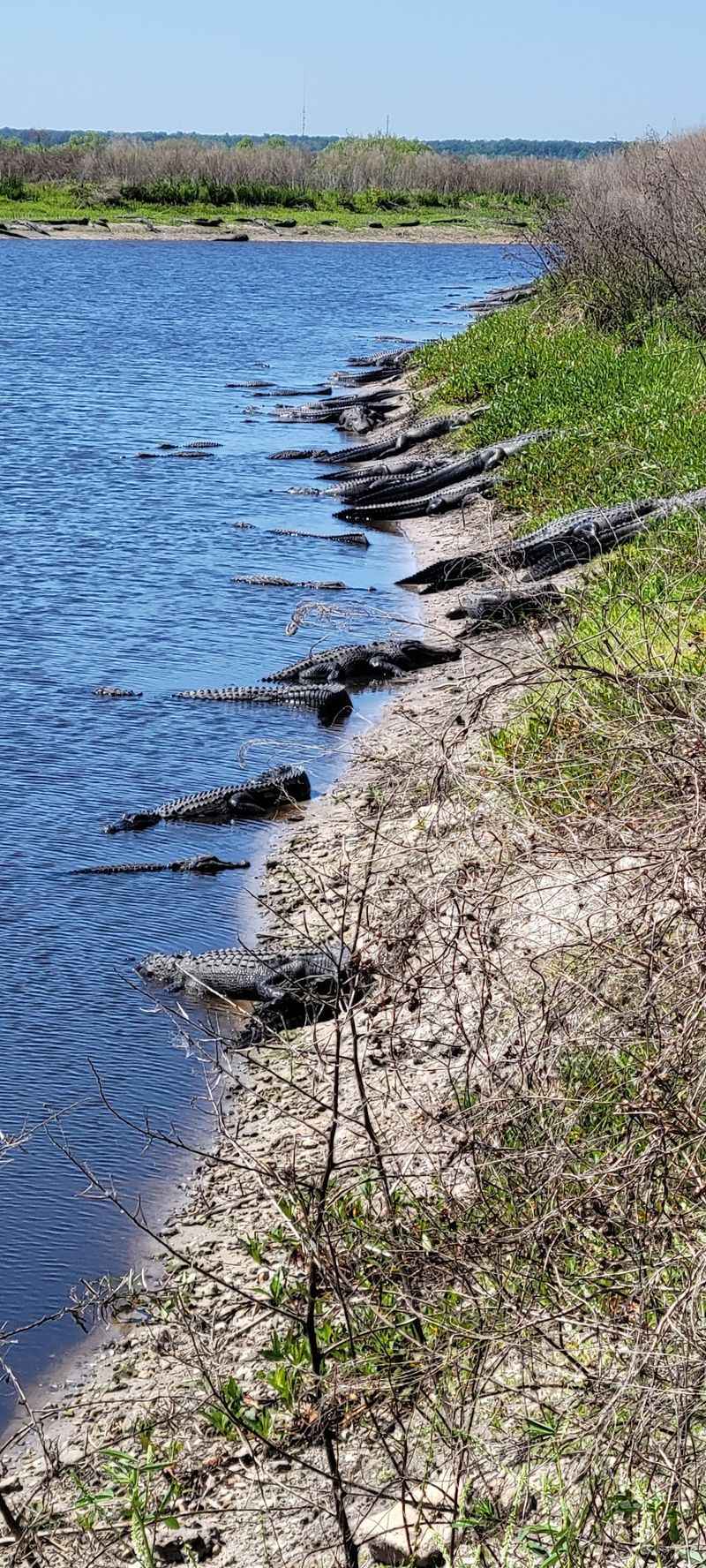 Gator Gazing On La Chua Trail