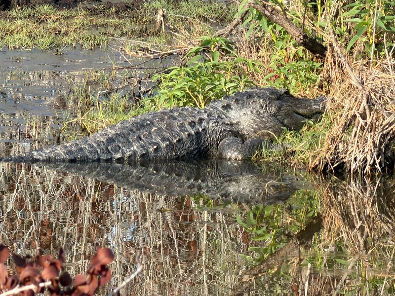 Gator Spotting Without Leaving Your Seat