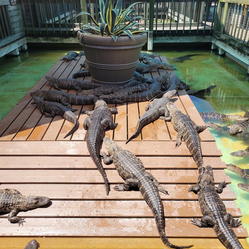 Gatorland, Orlando Gatorland, Orlando