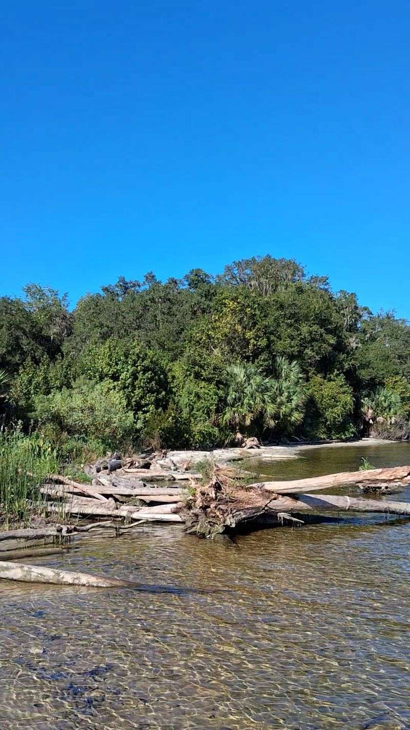 Gators, Bears, And A Whole Lot Of Birds