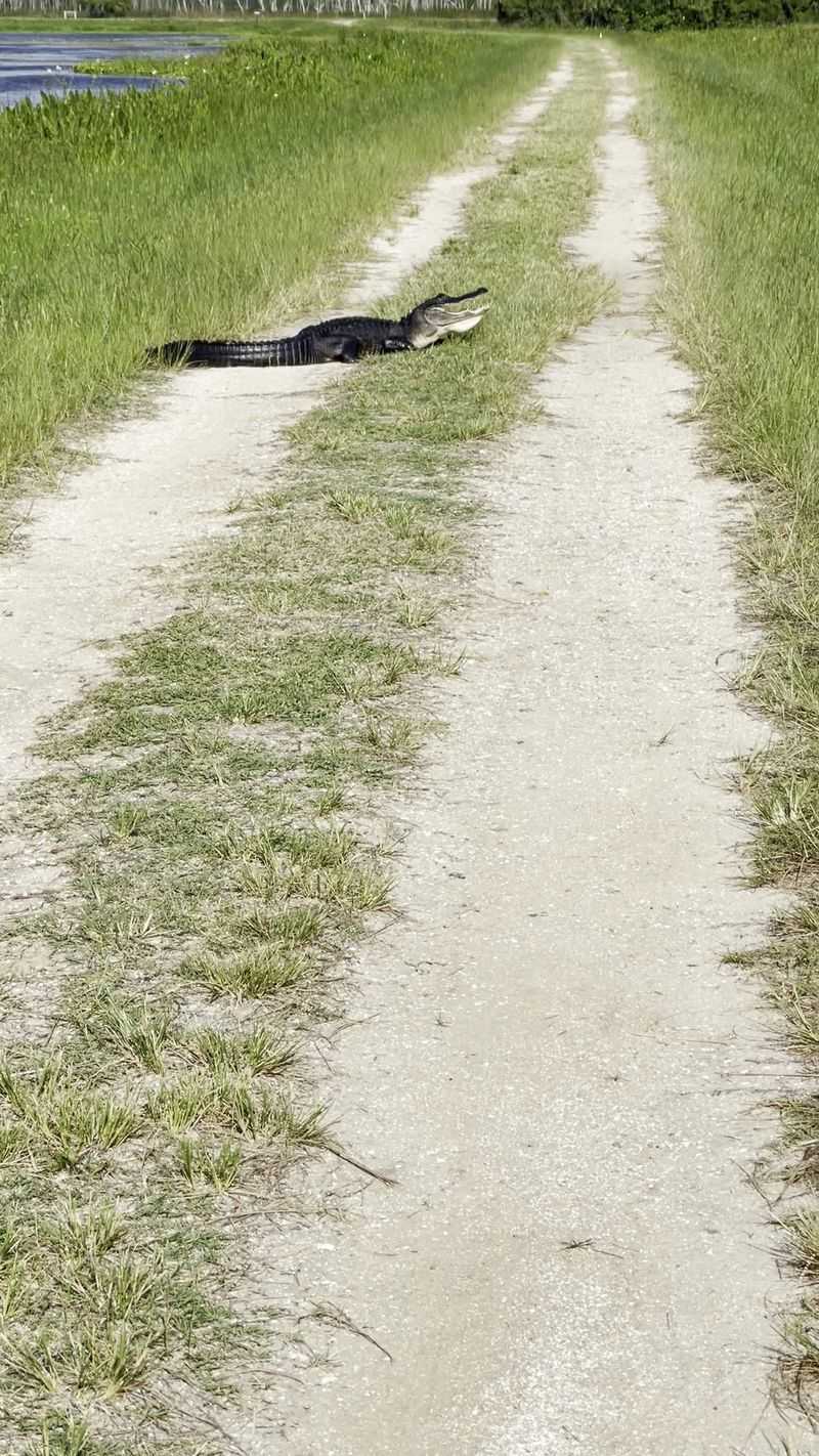 Gators Line The Trails, So Keep Your Distance