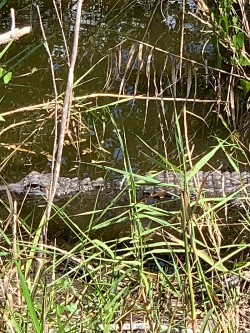 Gators, Snakes, And Feathered Friends Gators, Snakes, And Feathered Friends