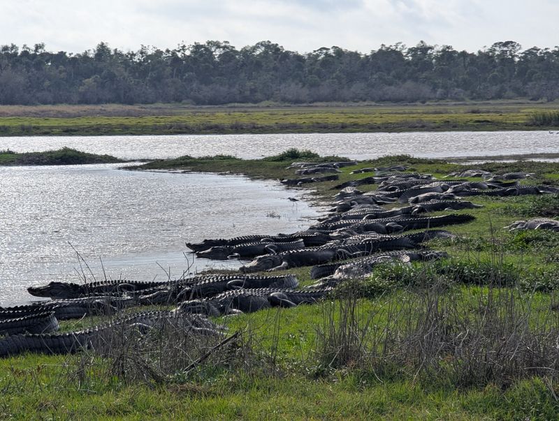Gators Steal The Show At The Bridge