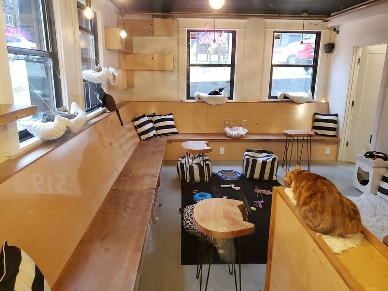 Adoptable Cats Looking For Their Forever Homes