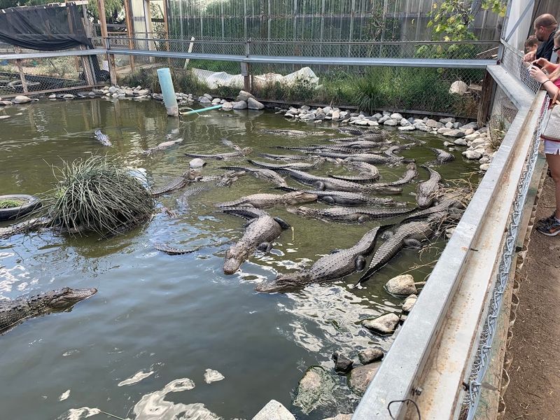 Gator Wrestling Lessons and the Bravest Thing on the Menu