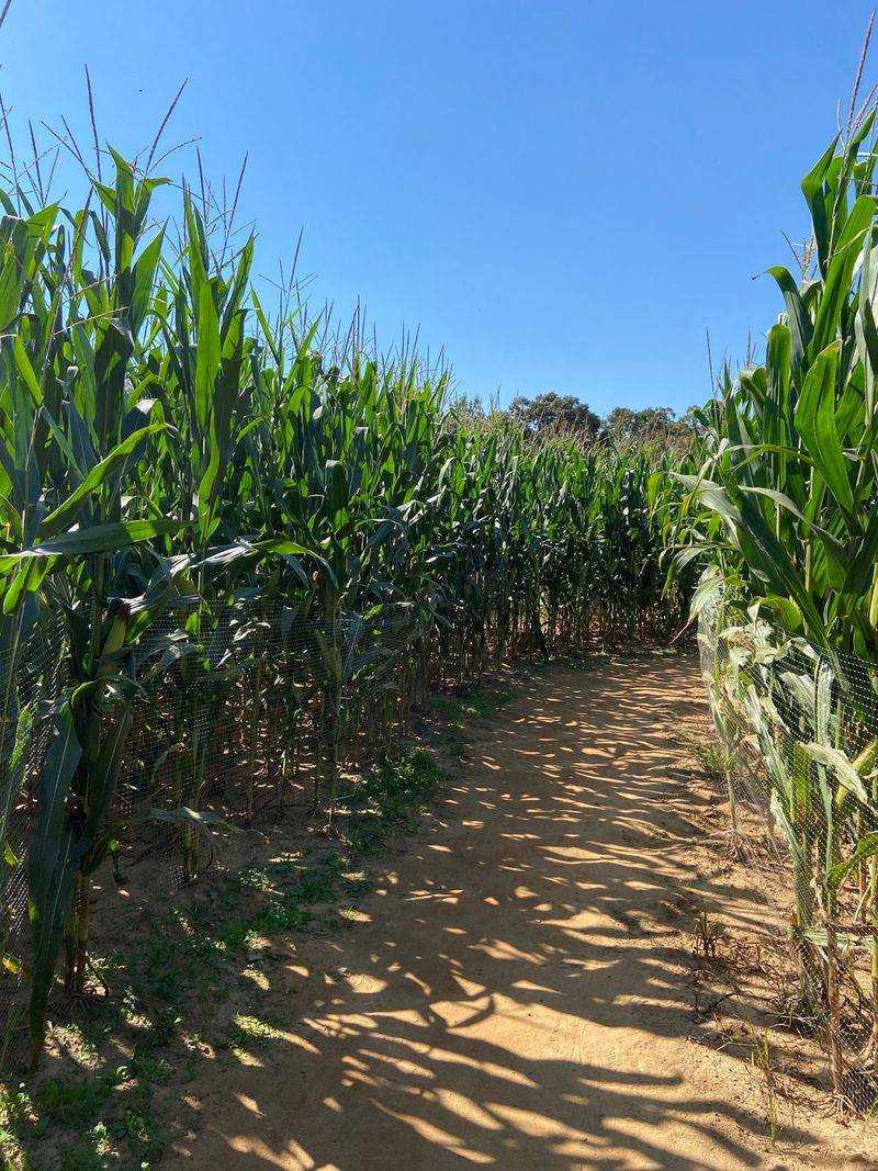Get Lost On Purpose In A Maze That Honors Dolly
