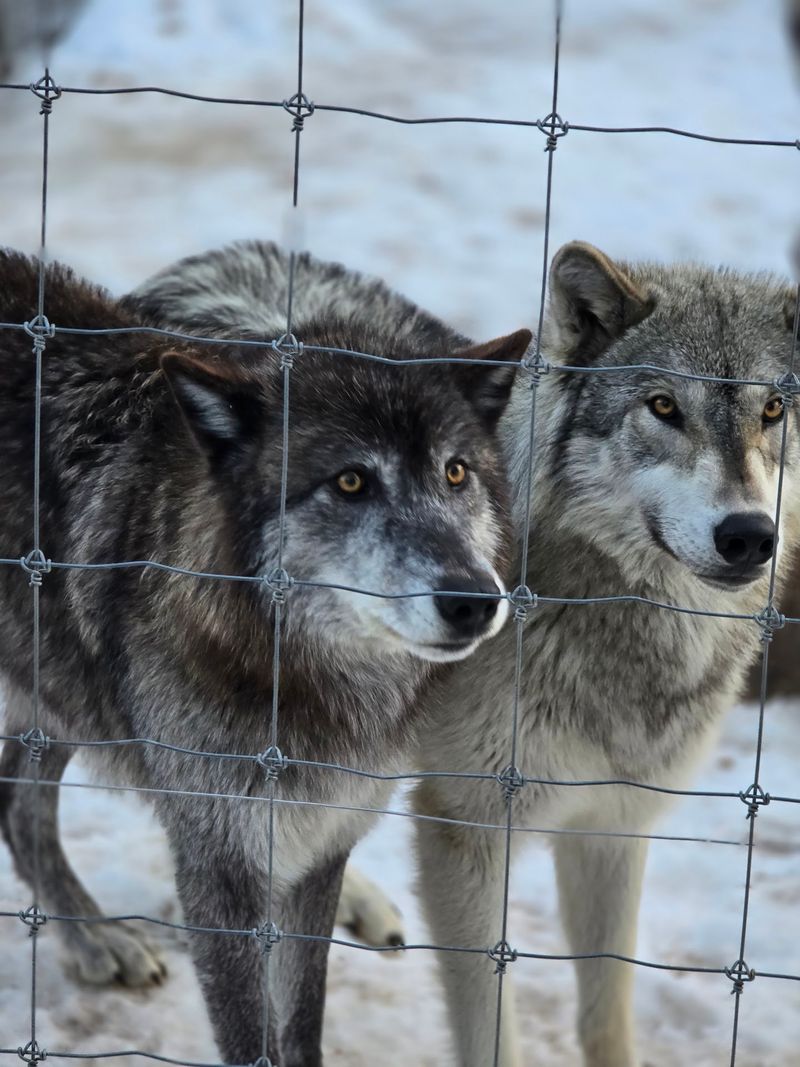 Get Ready To Howl, Because The Pack Will Answer Get Ready To Howl, Because The Pack Will Answer
