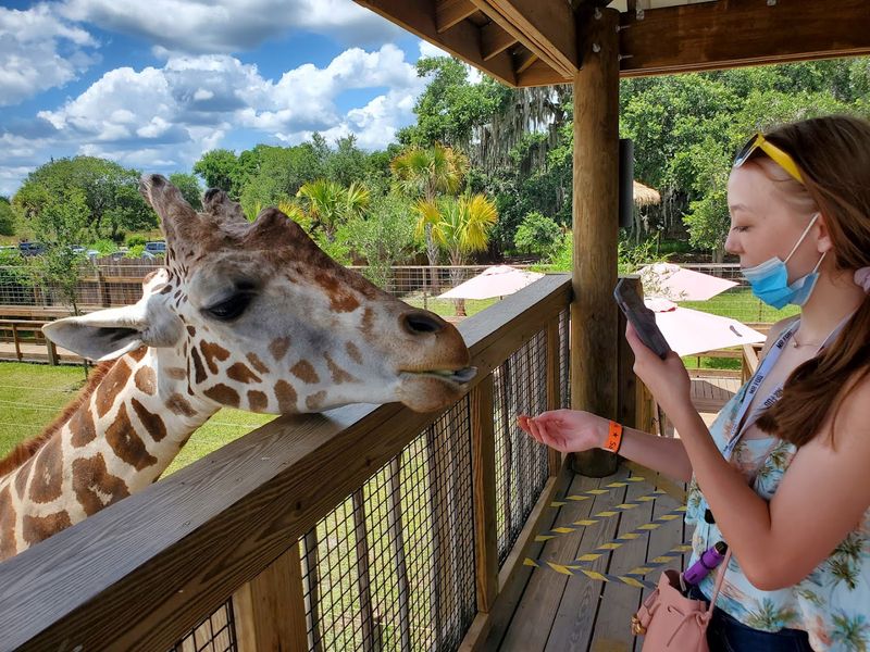 Feed Luke The Giraffe Face-To-Face