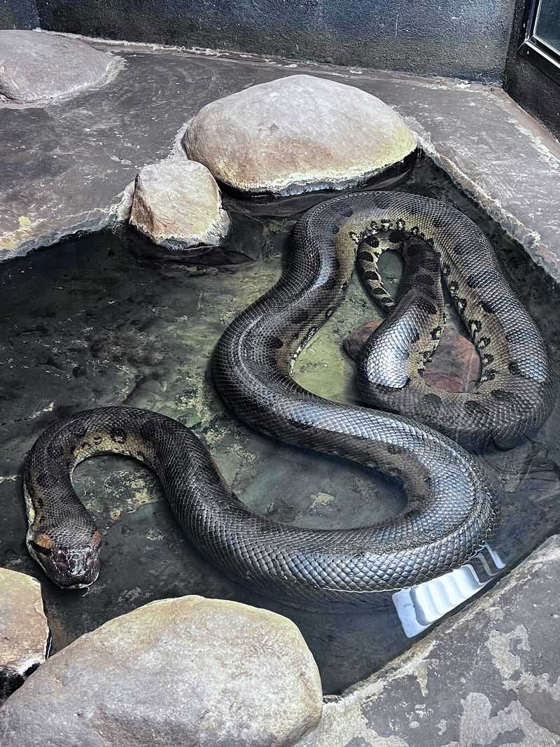 Getting Close To Powerful Anacondas And Snakes Getting Close To Powerful Anacondas And Snakes