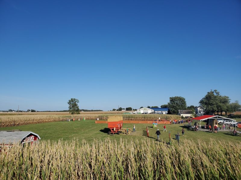 Getting Happily Lost In The Corn Maze